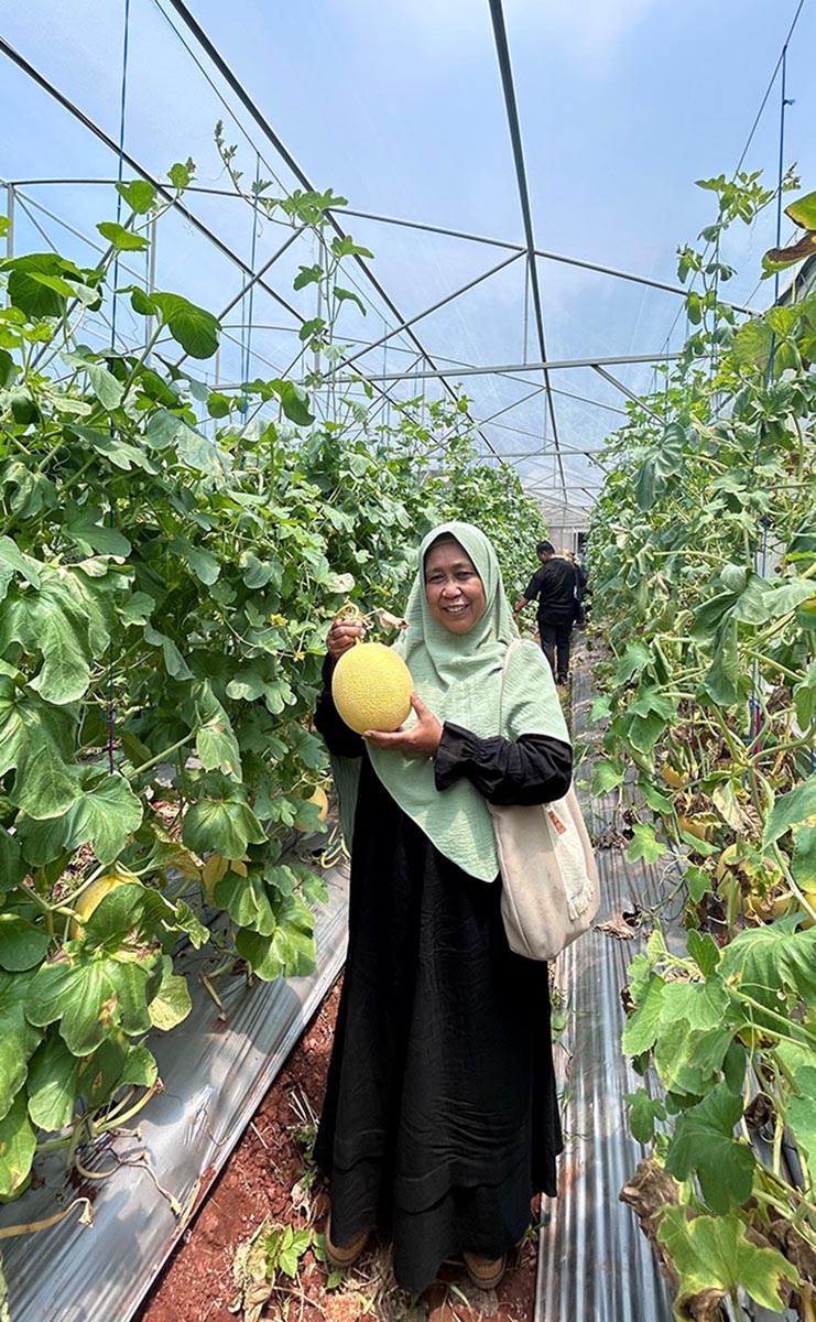 MULAI PANEN: Melon yang dipetik dari greenhouse di wilayah pantura Lamongan.  (IST/RDR.LMG)