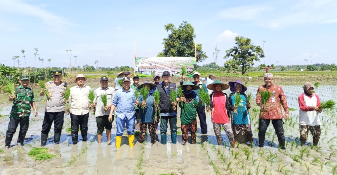 Bupati Lamongan, Dr. H. Yuhronur Efendi, MBA, M.Ek melaksanakan Gerakan Tanam (Gertam) bersama petani di Desa Lopang, Kecamatan Kembangbahu. 
