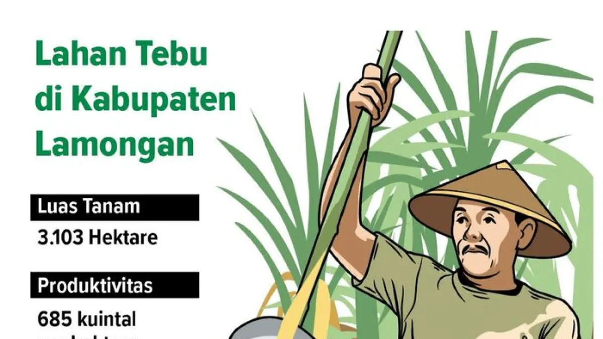 Wilayah Kabupaten Lamongan bakal panen tebu dua bulan mendatang. (Grafis: Ainur Ochiem/Radar Lamongan)

&nbsp;