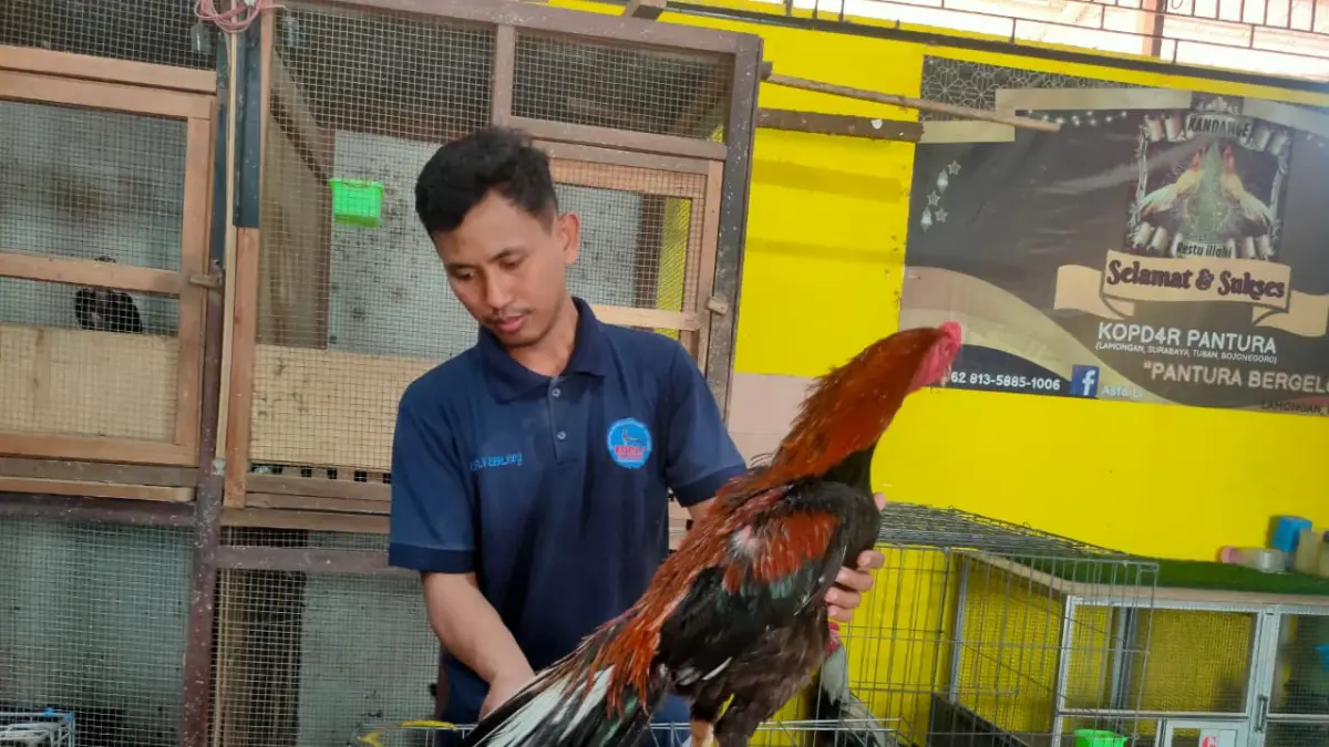 Ekfan Effendy menunjukkan salah satu ayam ekor lidi yang memiliki badan tegap dengan ekor panjang. (ASIF ALAFI/RADAR LAMONGAN)
