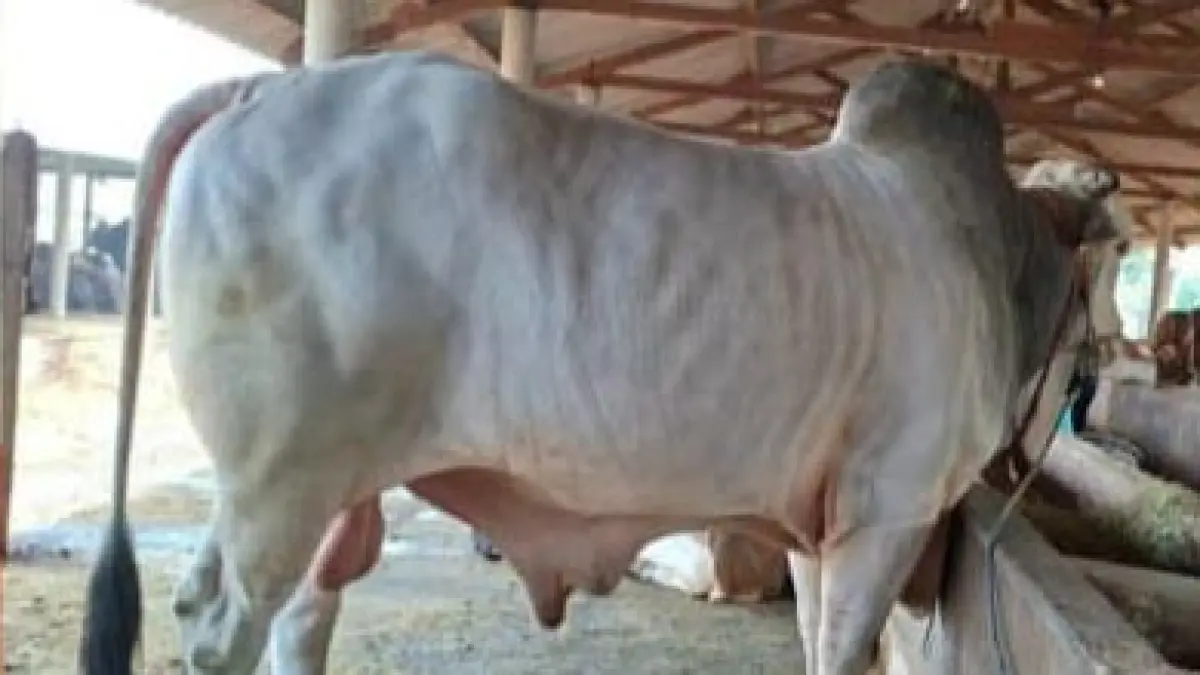 SUDAH TERJUAL: Sapi milik Udin, asal Desa Bluri, Kecamatan Solokuro yang dibeli Gubernur Jawa Timur, Khofifah Indar Parawansa. (IST/RDR.LMG)