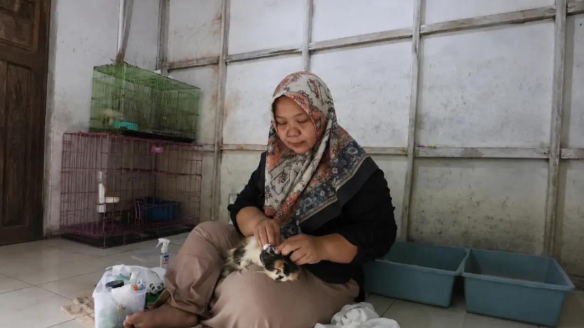 Ketua Cat Lovers Pantura (CLP) Lamongan Oyima Suwandi saat membersihkan telinga kucing yang baru diselamatkan dari jalanan. (ASIP ALAFI/RADAR LAMONGAN)