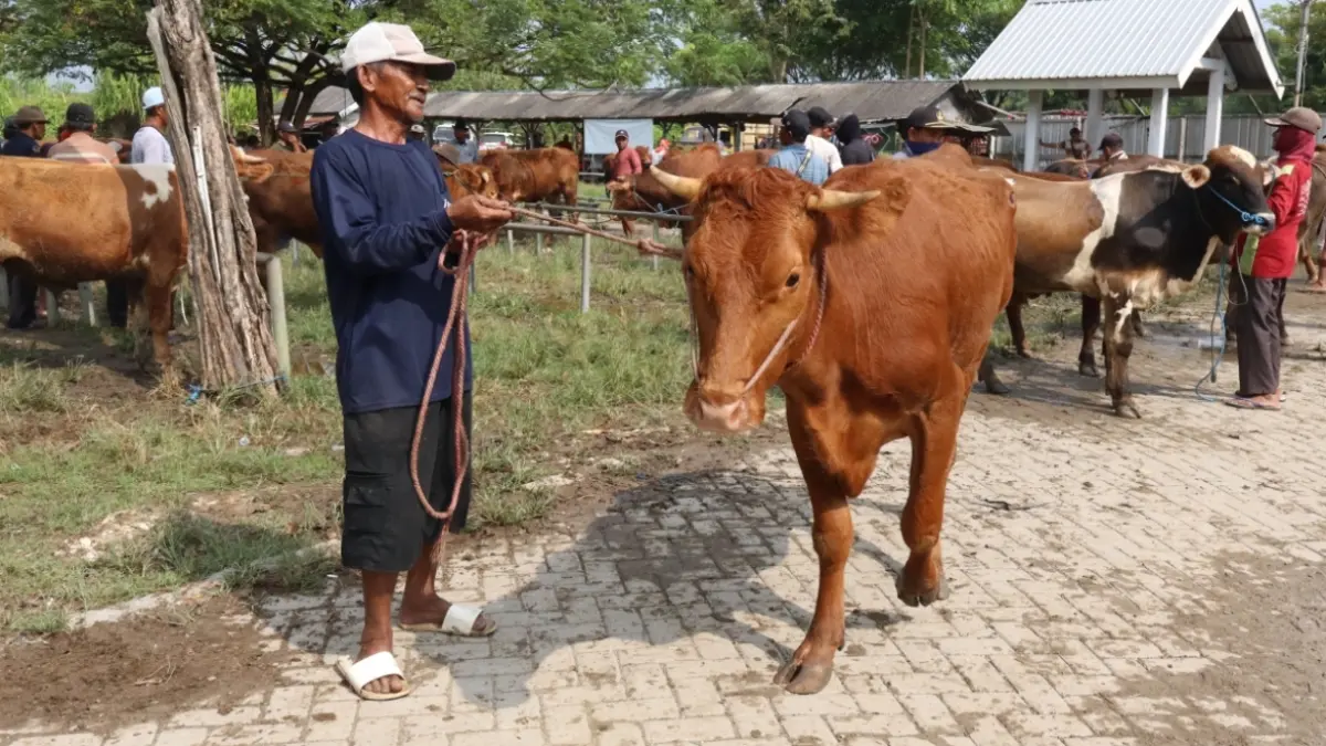 Aktivitas perdagangan di Pasar Hewan meningkat jelang Hari Raya Iduladha 1447 H. (ASIP ALAFI/RADAR LAMONGAN)