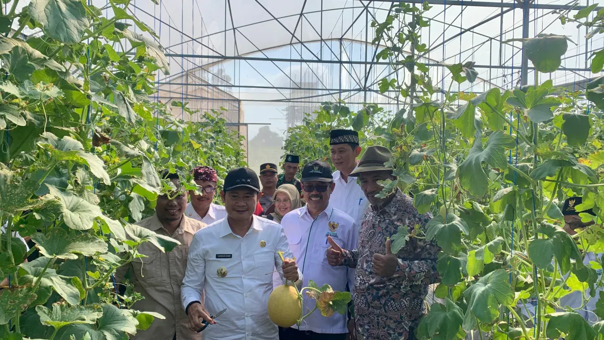 TEMBUS PASAR MODERN: Budidaya green house melon di pantura Lamongan.&nbsp;(Istimewa/Radar Lamongan) 