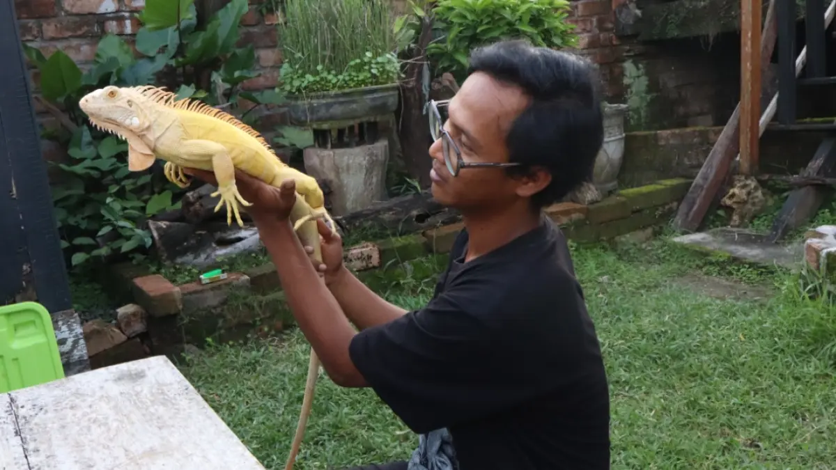 Ian Nur Habib Muhammad menunjukkan salah satu iguana kesayangannya. (ISTIMEWA/RADAR LAMONGAN)