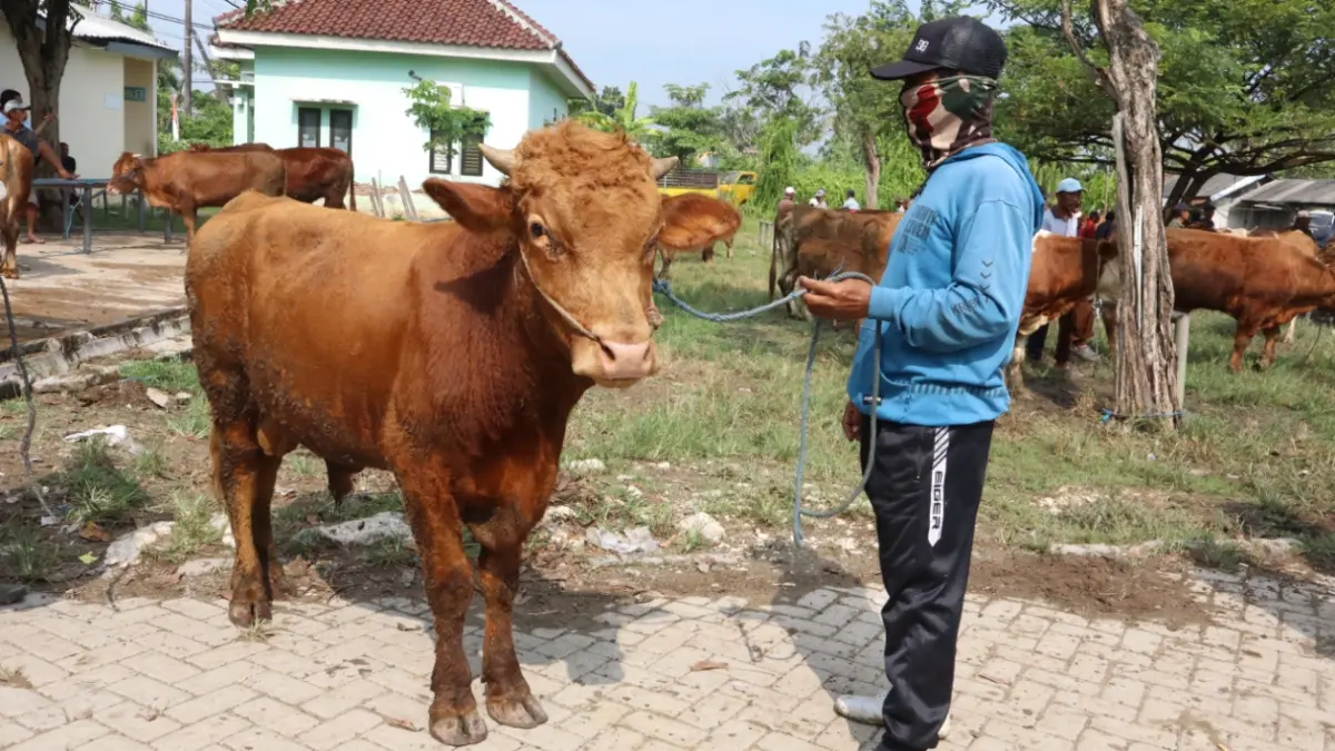 Disnakkawan Lamongan merinci adanya kenaikan Rp 36 miliar pada transaksi ternak dibanding tahun lalu. (AHMAD ASIP/RADAR LAMONGAN)