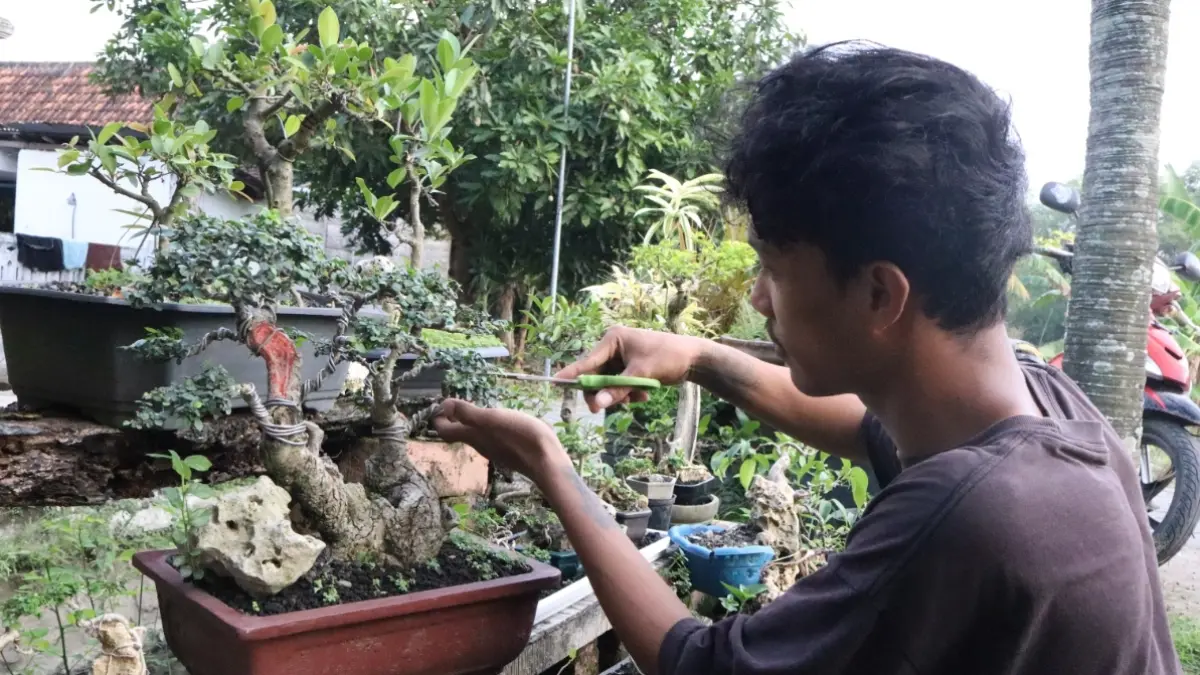 Bangkit Duwiyan Budiharjo menunjukkan perawatan pada bonsai mini di halaman rumahnya. (AHMAD ASIP/RADAR LAMONGAN)