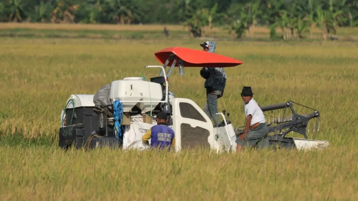Kekurangan serapan gabah kering panen oleh Perum Bulog Subdivre III hanya sekitar 30 persen dari target yang ditetapkan. (ISTIMEWA/RADAR LAMONGAN)