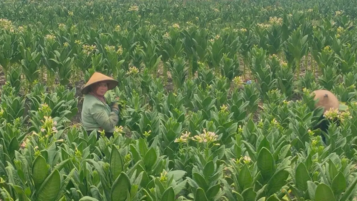 Petani tembakau dan pekerja rentan dikaver BPJS Ketenagakerjaan selama enam bulan melalui anggaran DBHCHT. (AHMAD ASIP/RADAR LAMONGAN)