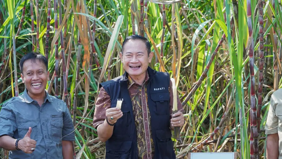 PANEN RAYA: Bupati Yes mengikuti panen raya tebu di wilayah Kecamatan Mantup. (HUMAS KOMINFO/RDR.LMG)