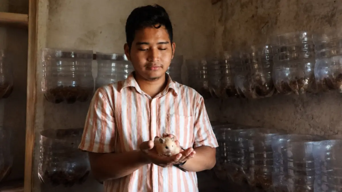 Anargya Evanezar Nabil menunjukkan cara perawatan hamster di rumahnya. (AHMAD ASIP/RADAR LAMONGAN)