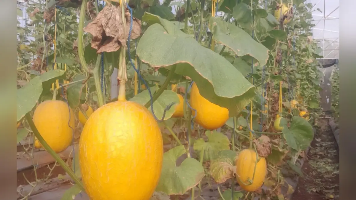 SEGAR: Tanaman melon yang belum dipanen di wilayah pantura Lamongan.&nbsp;(Istimewa/Radar Lamongan) 