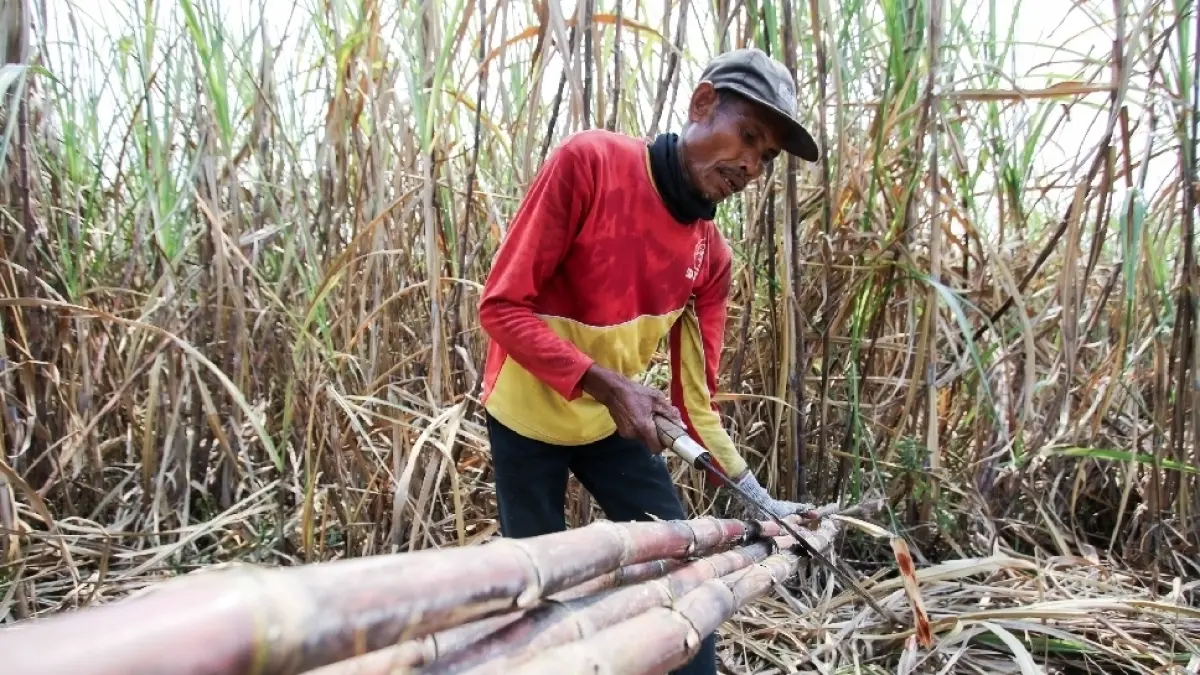 MUSIM PANEN: Petani tebu di wilayah selatan Lamongan. (Dok Radar Lamongan)
