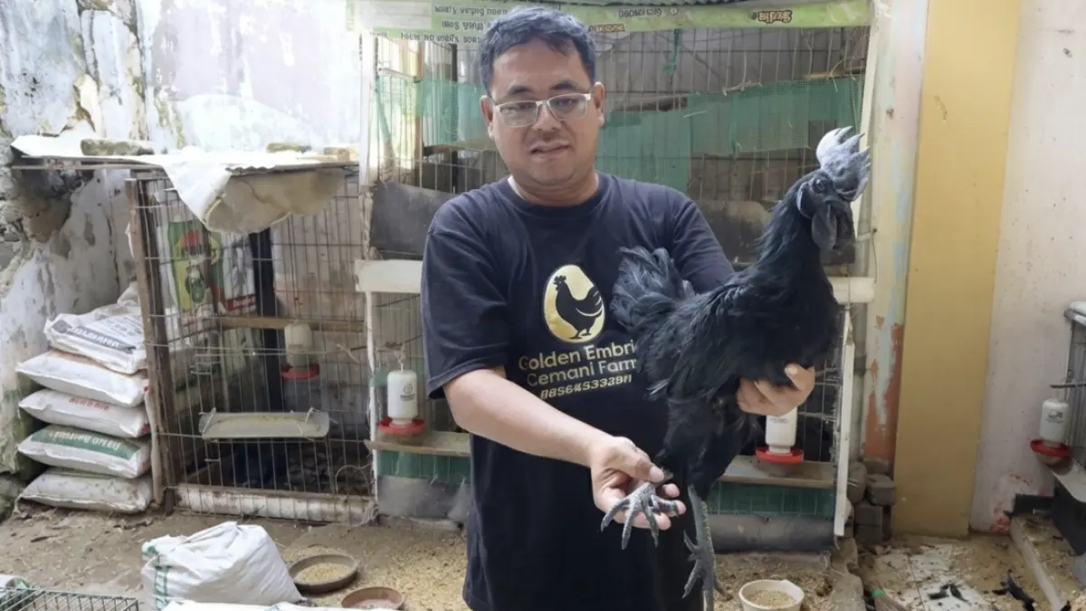Arif Purnawan menunjukkan salah satu ayam cemani di peternakan miliknya di Kelurahan Tumenggungan. (AHMAD ASIP/RADAR LAMONGAN)