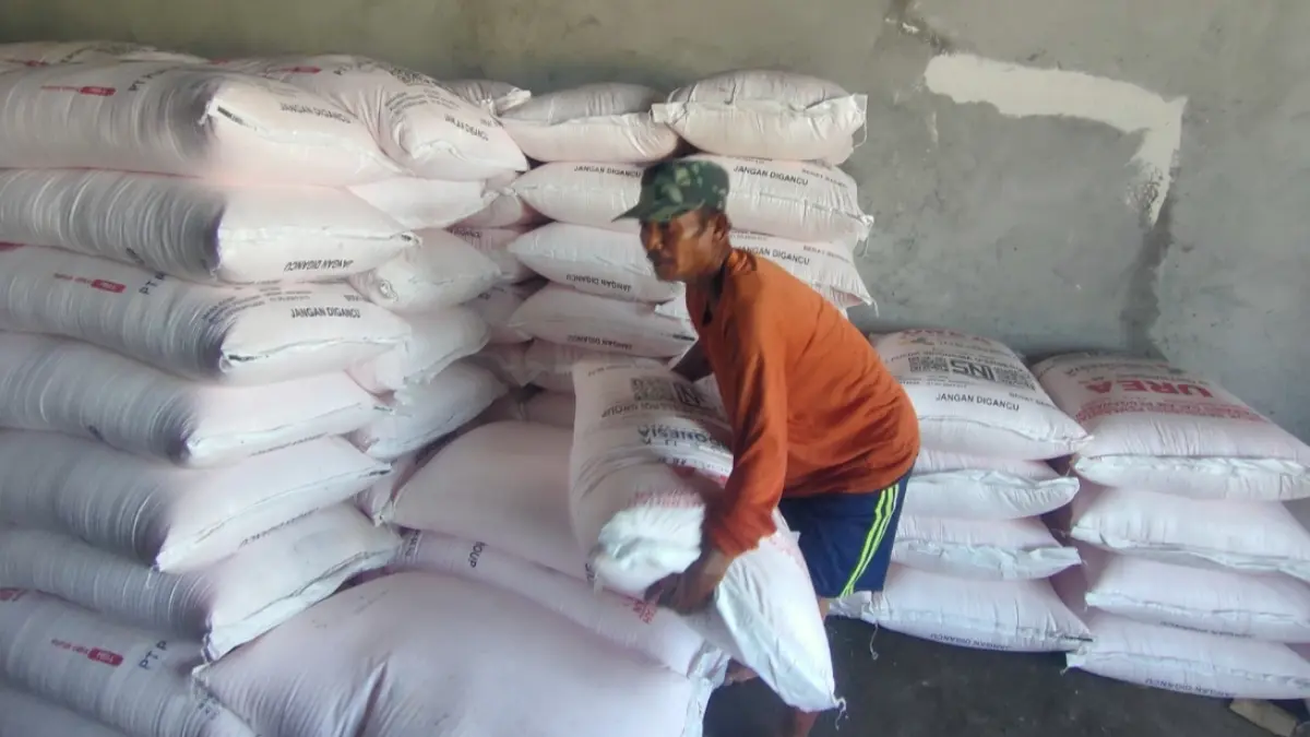 Pupuk organik bersubsidi bagi petambak penyerapannya lebih rendah dibandingkan pupuk urea dan SP-36. (AHMAD ASIP/RADAR LAMONGAN)