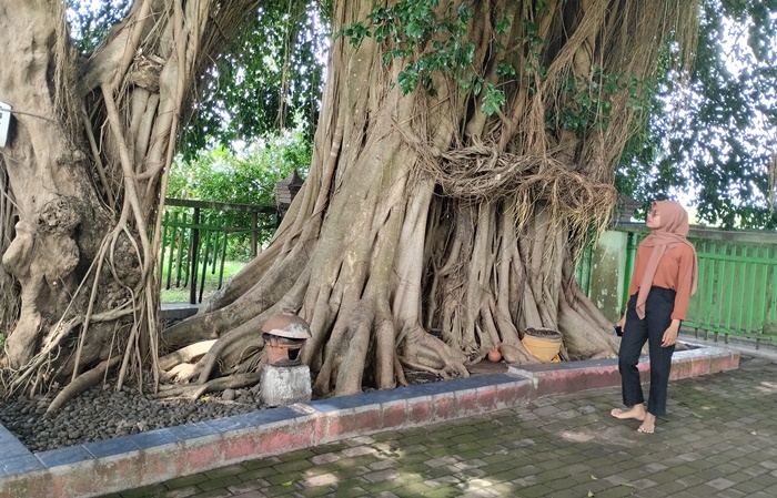 JEJAK MAKAM: Pengunjung melihat area makam Mbah Singo Yudho yang ditumbuhi pohon beringin di Dusun/Desa Sambiroto, Kecamatan Sooko, Kabupaten Mojokerto. (Foto: Nadya Azzahra for Radar Majapahit)