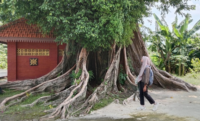 KOKOH: Pengunjung mengamati pohon gayam di belakang petilasan Mbah Sentono di Dusun Dempel, Desa Tumapel, Kecamatan Dlanggu, Kabupaten Mojokerto. (foto: Nur Hidayatul for Radar Majapahit)
