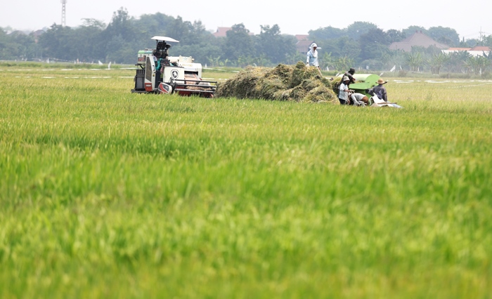 PENOPANG EKONOMI: Petani di Kabupaten Mojokerto sedang panen padi. Sejak zaman Majapahit, padi menjadi komoditas utama pertanian masyatakat. (foto: Sofan Kurniawan)
