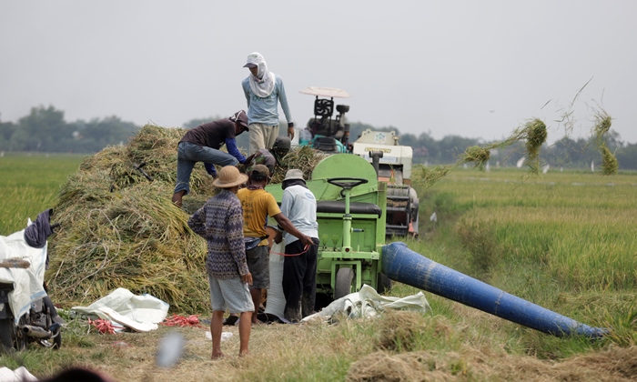 PENOPANG EKONOMI: Petani di Kabupaten Mojokerto sedang panen padi. Sejak zaman Majapahit, padi menjadi komoditas utama pertanian masyatakat. (foto: Sofan Kurniawan)