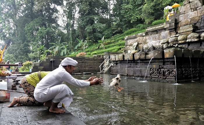 TRADISI: Tokoh agama melepas ayam dan sesajian di kolam Candi Petirtaan Jolotundo, Trawas, Mojokerto. (foto: Sofan Kurniawan)