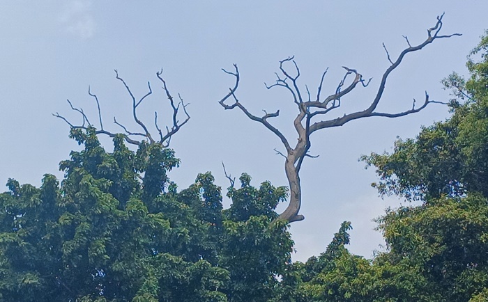 LANGKA: Pohon jati sebagai simbol adanya Kerajaan Majapahit di kompleks MakamTroloyo, Desa Sentonorejo, Kecamatan Trowulan, Kabupaten Mojokerto. (foto: Laila Ramadani for Radar Majapahit)