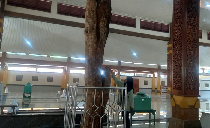 BERKHASIAT: Pohon pule di dalam kawasan Makam Syekh Jumadil Kubro, di Dusun Sidodadi, Desa Sentonorejo, Kecamatan Trowulan, Kabupaten Mojokerto. (foto Annisa Fadilah for Radar Majapahit)