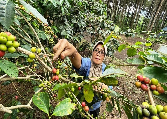 KOMODITAS: Proses pemanenan biji kopi yang berada di Desa Ketapanrame, Kecamatan Trawas, Kabupaten Mojokerto. (foto: dok. JPRM)