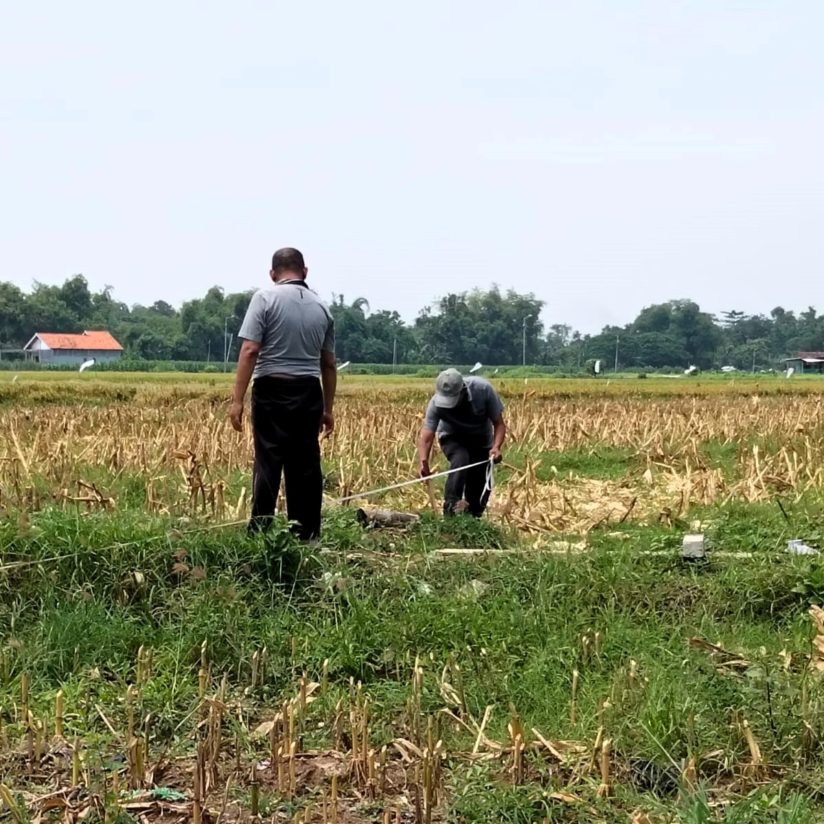 UKUR TANAH: Pemdes Klinterejo memasang patok tanah di timur kompleks Situs Bhre Kahuripan yang segera dibebaskan BPK Wilayah XI. (foto: Martda Vadetya)