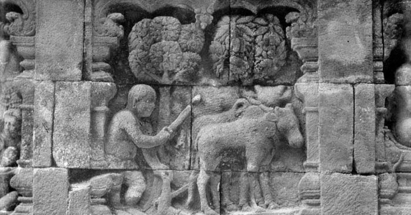 PRAMAJAPAHIT: Relief petani membajak sawah menggunakan alat bajak yang ditarik dua ekor sapi di Candi Borobudur, Magelang, Jawa Tengah.