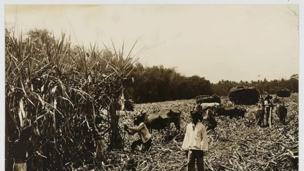 PERTANIAN: Petani di wilayah Mojokerto mengolah lahan untuk ditanami tebu di masa pemerintah kolonial. (foto: dok. JPRM)