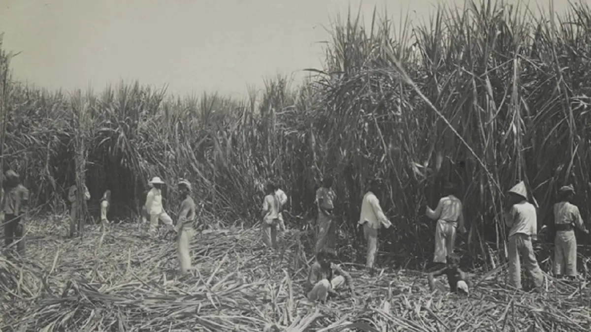 KOMODITAS: Petani di Kabupaten Mojokerto mengolah tanaman tebu untuk sebagai bahan baku produksi gula pada masa kolonial. (foto: dok. JPRM)
