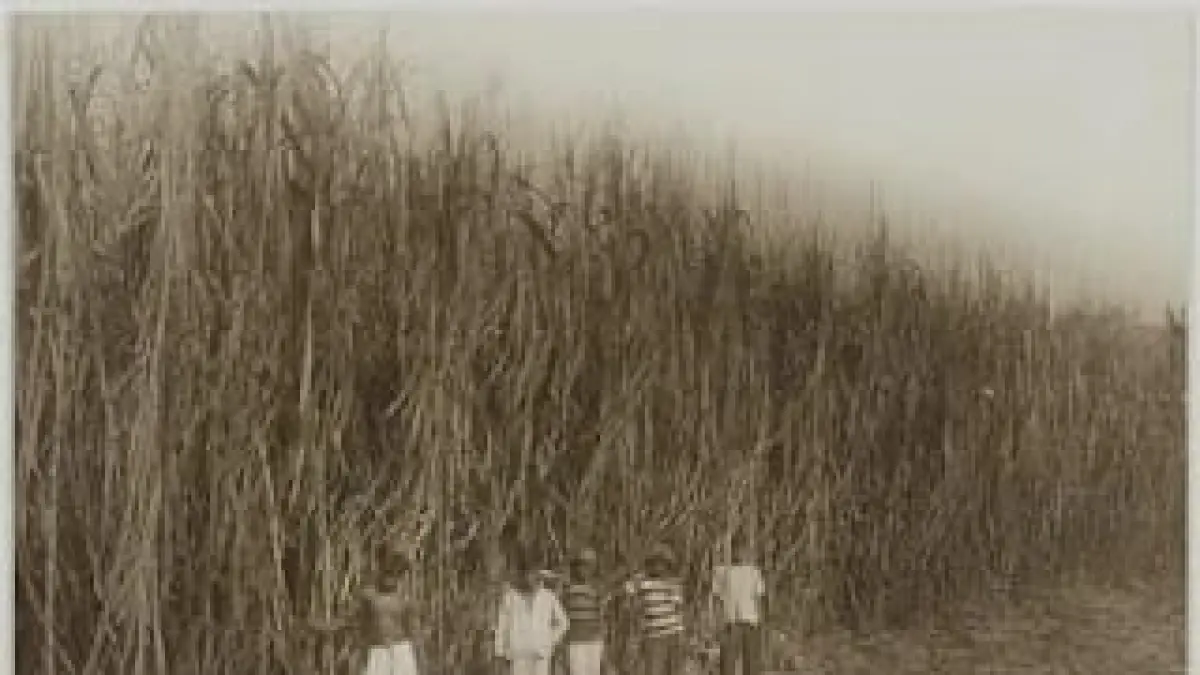 ERA KOLONIAL: Sejumlah buruh berdiri di ladang tebu Bodjok Lor SF Perning pada 1926. (Sumber: digitalcollections.universiteitleiden.nl) 
