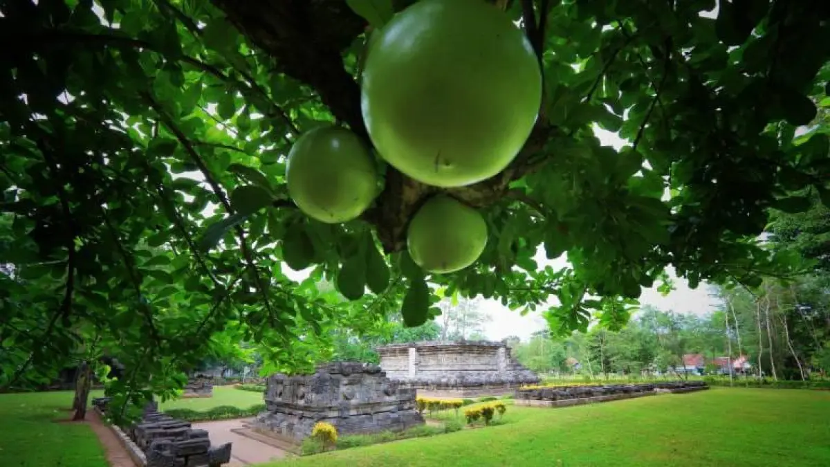 SITUS SEJARAH: Candi Tegowangi di Desa Tegowangi, Kecamatan Plemahan, Kabupaten Kediri, menjadi salah satu jejak sejarah peninggalan masa Kerajaan Majapahit. (Foto: BPK Wilayah Jatim)