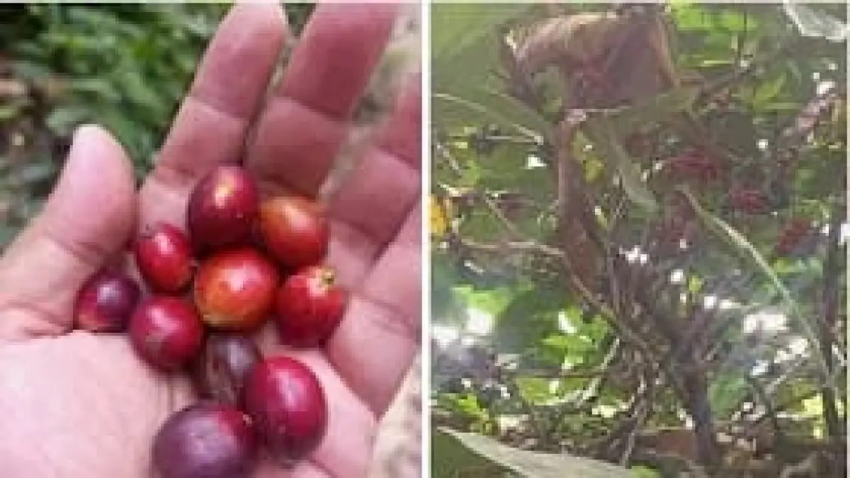 HASIL BUMI: Biji kopi hasil perkebunan di lereng Pegunungan Anjasmoro, Kabupaten Mojokerto.