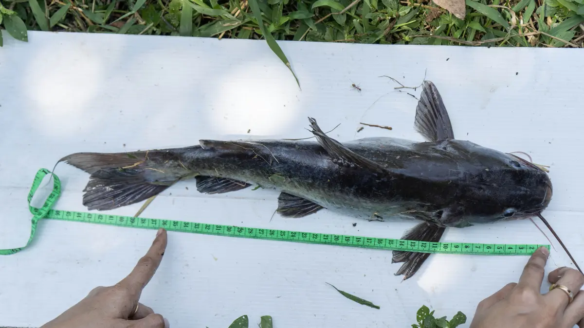 DITELITI : Aktivis mengukur ikan Rengkik (Hemibagrus nemurus) hasil tangkapan nelayan untuk di teliti, di sungai Surabaya di Desa Perning Kecamatan Jetis. Sabtu (13/9) (Foto: Fully Safie for Radar Majapahit)