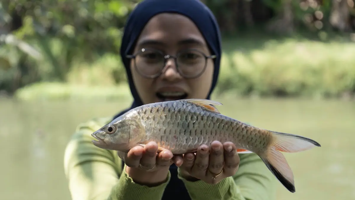 HASIL TANGKAPAN: Aktivis lingkungan menunjukkan ikan bader putih (Barbonymus gonionotus) hasil tangkapan di sungai Surabaya Desa Perning Kecamatan Jetis Mojokerto (13/9). (Foto: Fully Safie foor Radar Majapahit)