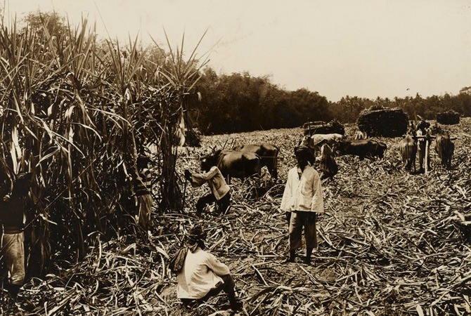KOMODITAS: Buruh tani memanen tebu dari lahan yang disewa pabrik gula di Mojokerto di masa pemerintahan kolonial.