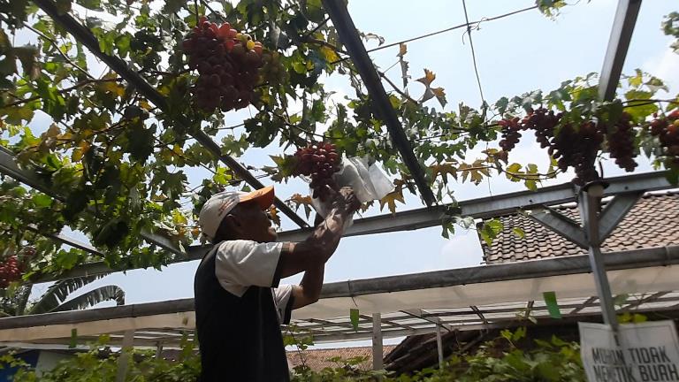 PANEN: Agrowisata Kampung Anggur Majapahit di Desa Kedungmaling, Kecamatan Sooko, Kabupaten Mojokerto.
