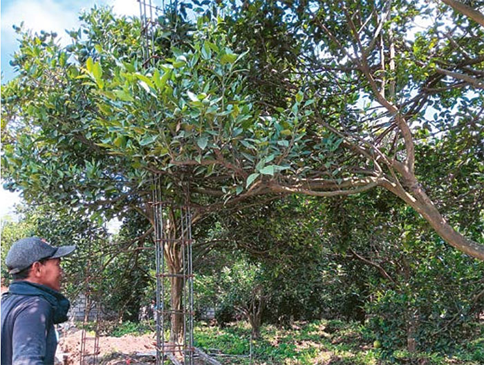 PRODUKTIF: Salah satu kebun yang ditanami pohon jeruk di kawasan Desa Poncokusumo, Kecamatan Poncokusumo kemarin (18/12).