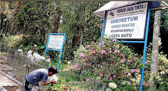 KONSERVASI: Kawasan Arboretum di Desa Sumberbrantas, Bumiaji dipenuhi pepohonan.