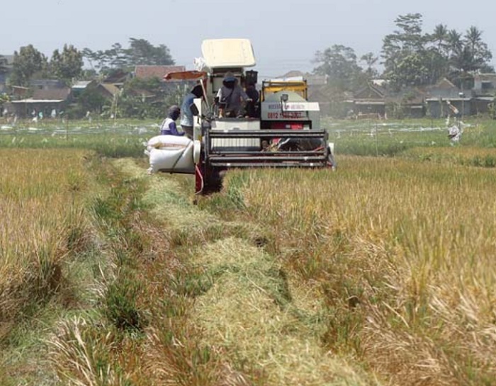 Proses panen padi di Desa Genengan, Pakisaji. Dari data BPS, jumlah petani gurem di Kabupaten Malang cenderung meningkat.
