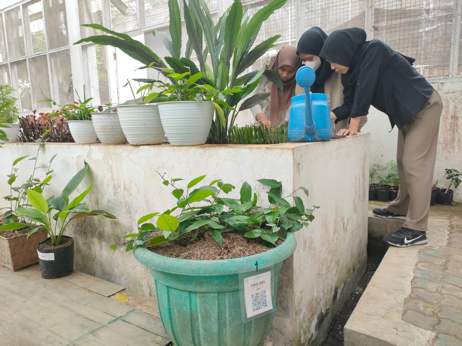 TANAMAN HERBAL: Para petugas Laboratorium Herbal Materia Medica merawat tanaman obat.