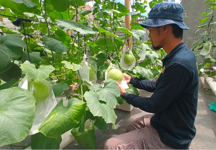 Petani milenial Hagusman Priyo Santoso memeriksa tanaman melon yang di budi daya dengan sistem hydroponic di Desa Kebobang, Wonosari.