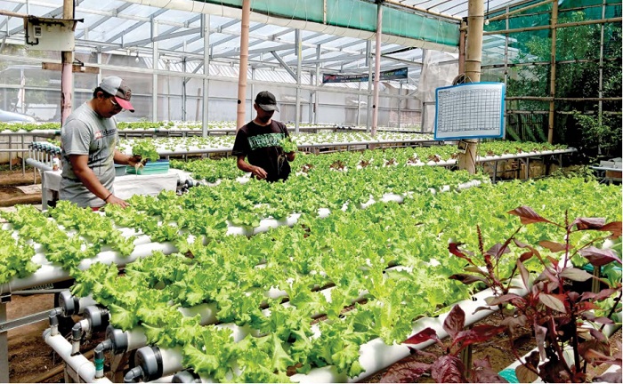 TANPA PESTISIDA: Petak sayuran selada yang ditanam di green house hidroponik di kawasan Desa Gunungrejo, Kecamatan Singosari.