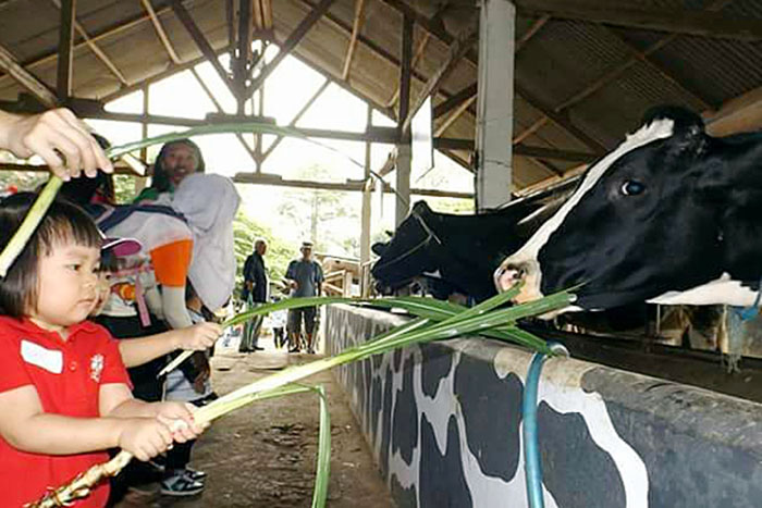 Kampung Sapi Adventure Kota Batu