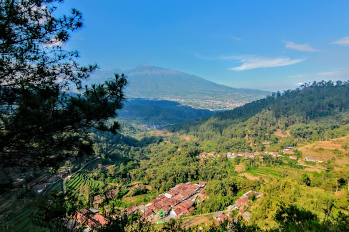 Goa Pinus_Jaya Liem