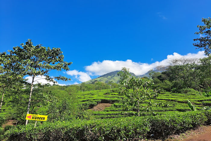Kebun Teh Wonosari_Ilyas Gondo18
