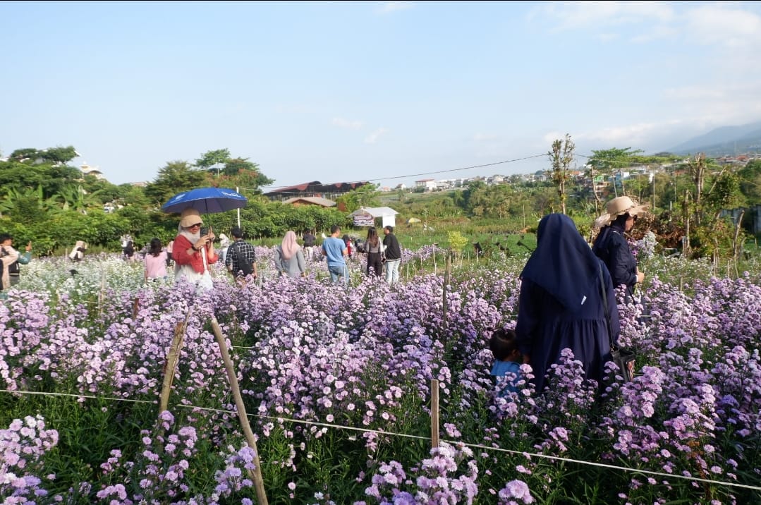 EKSOTIS: Sejumlah wisatawan mengunjungi kebun bunga pikok di Jalan Raya Dieng Sidomulyo, Kota Batu gara-gara viral di Tiktok, Minggu (21/7).