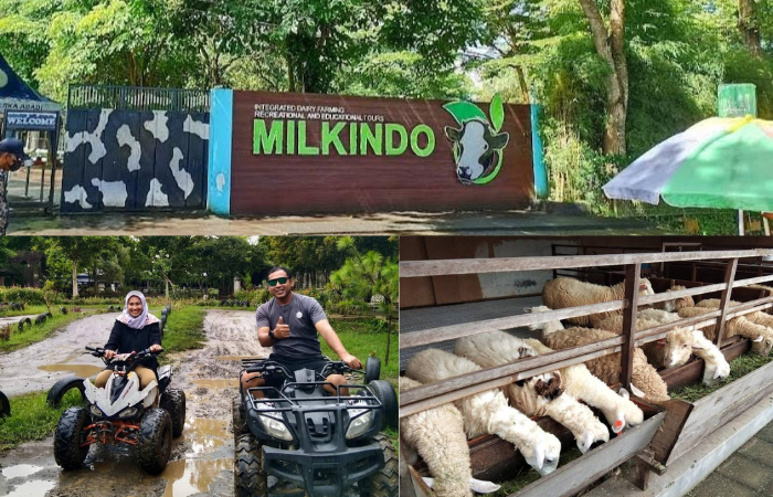 Keseruan Aktivitas untuk Anak-anak hingga Dewasa di Milkindo Green Farm Malang