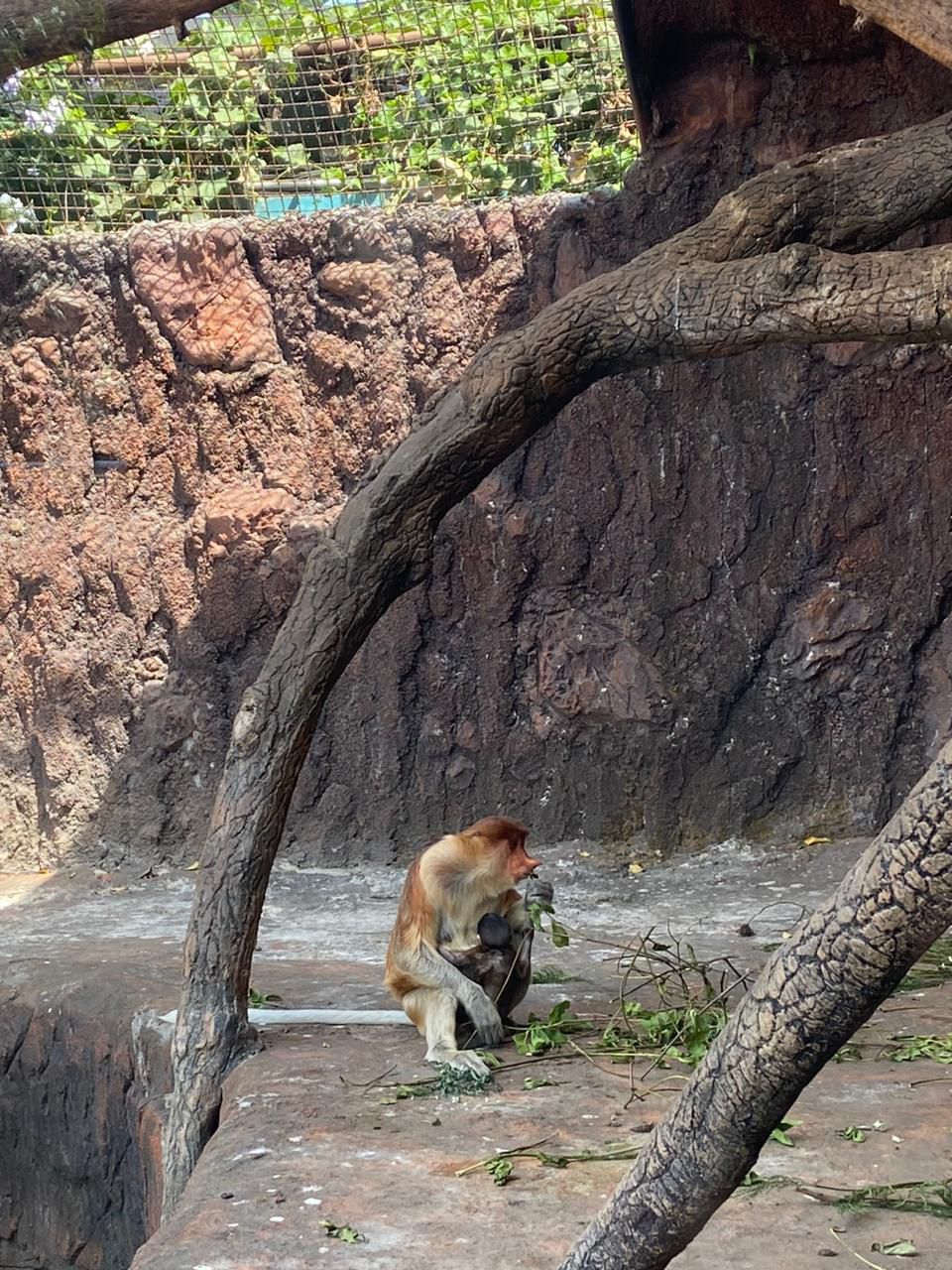 LUCU: Induk bekantan menggendong anaknya yang baru lahir di Jatim Park 2.